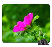 Alfombrillas para ratón - Perro Rose Rose Bloom Blossom Rose Pink