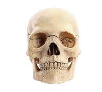 Aliaga 1:2 CráNeo Desmontado Modelo AnatóMico AnatomíA Esqueleto CráNeo Modelo Desmontable Herramienta de Suministros de EnseñAnza