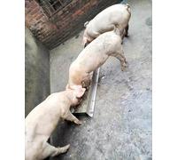 Alimentador de animales de gran capacidad para granja interior y exterior, comedero resistente para ganado y aves de corral, equipo de alimentación de agua
