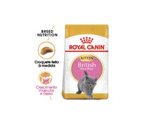 Alimento para gatos Royal Canin Cat Kitten British Shorthair | 2 kg