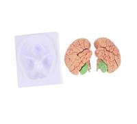 Alipis 1 Pieza Anatomía Cerebral Desmontable Enseñanza Médica Cerebral Resistente y Duradero Demostraciones de Anatomía y Estudio de Neurociencia