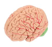 Alipis 1 Pieza del Desmontable Maqueta Realista para Estudiantes y Profesionales Neurociencia