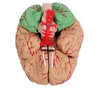 Alipis 1 Pieza Enseñanza Médica Maqueta Desmontable Precisa para Estudio de Neurociencia y Educación