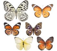 Alipis 6 piezas Especímenes de Mariposas Reales Naturales para Decoración Científica Adorno de Escritorio Educativo con Colores Vibrantes para Amantes de Mariposas y Exhibición Hogar
