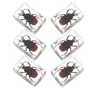 Alipis 6 piezas Insectos Preservados Especímenes de Escarabajo Araña y Escorpión Artesanía Coleccionable para Decoración y Educación Infantil