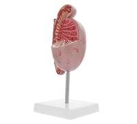 Alipis de Anatomía del Sistema Reproductivo de Disecación de para Educación Biológica Herramienta Didáctica para Clases de Anatomía y Estudio