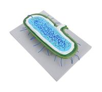 Alipis De Núcleo Línea Celular De Hígado Celular De Exhibición Científico Líneas Celulares Microgliales De Aula De Anatomía