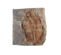 Alipis Ejemplares Fósiles Trilobite Real Paleontología Para Educación y Colección Origen Marino