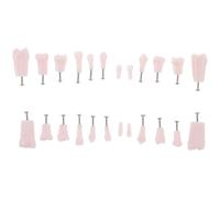 Alipis Modelo de Enseñanza Tipodonto Completo 24 Dientes Extraíbles Tornillos Material Didáctico Resistente para Práctica Odontológica y Formación Educativa Profesional