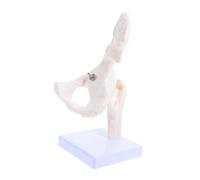 Alipis Modelo De Esqueleto Modelo De Enseñanza De Esqueleto Modelo De Anatomía Del Torso Humano Modelo De Articulación Humana Modelo Óseo Modelo Conjunto De Polivinilo