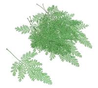 Alipis Prensadas Secas Naturales Retención de Color y Aroma para Manualidades 48 Hojas sin Mal Olor , Ideales para Marcadores y Decoración Artesanal