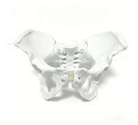 Almencla Esqueleto Pélvico Médico Figura Anatómica Pelvis Realista Vertebral Flexible Estructura Articulada Fabricado en PVC Robusto Adecuado para Pedagogía , Simulación Sin Base