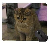 Almohadillas para Mouse, British Shorthair Cat Young Young Cat Gaming Mouse Pad Custom, British Shorthair Mouse Pad con Borde Cosido