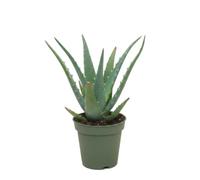 Aloe Arborescens Aloe Pulpo 10 cm DECOALIVE, Planta Viva 15 cm para Centro de Mesa y Espacios con Luz