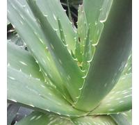 Aloe vera - 1 unidad - 1 Litro