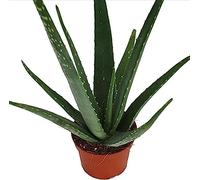 Aloe Vera Natural Planta con Hojas Carnosas y Espinosas en maceta de 8,5cm pequeña