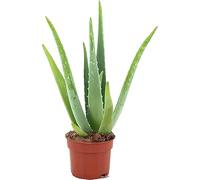 Aloe Vera Natural Planta de Origen Africano