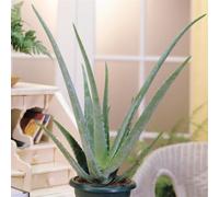 Aloe Vera planta, 1 plant