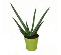Aloe Vera Planta - Maceta 12cm. - Altura aprox. 30cm. - Planta viva - (Envíos sólo a Península)