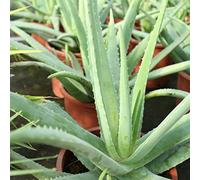 Aloe Vera Planta - Maceta 26cm. - Planta viva - (Envíos sólo a Península)