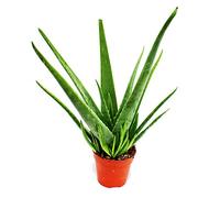 Aloe Vera Planta Natural Curativa y Regenerante en Maceta Pequeña