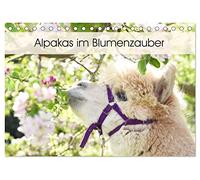 Alpakas im Blumenzauber (Tischkalender 2026 DIN A5 quer), CALVENDO Monatskalender: Gemeinsam mit der Blumenpracht und der besonderen Ausstrahlung der ... und sind in jedem Raum ein echter Hingucker.