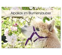 Alpakas im Blumenzauber (Wandkalender 2026 DIN A4 quer), CALVENDO Monatskalender: Gemeinsam mit der Blumenpracht und der besonderen Ausstrahlung der ... und sind in jedem Raum ein echter Hingucker.