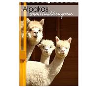 Alpakas zum Knuddeln gerne (Wandkalender 2026 DIN A2 hoch), CALVENDO Monatskalender: Eine liebevoll zusammengestellte Sammlung mit Portraits von zuckersüßen Alpakas