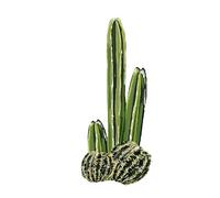 Alwayspon Calcomanías de pared de cactus verdes de 16.9 x 47.24 pulgadas, murales de pared extraíbles para despegar y pegar, decoración de pared de cactus para dormitorio, sala de estar, guardería