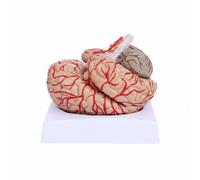 Amagogo Anatomía Cerebral Modelo Cerebro Estructura Cerebral Cerebelo Tronco Encefálico en PVC con Puntos y Partes Separables Adecuado para Estudiantes de Medicina Docentes Laboratorios de Biología