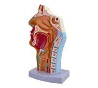 Amagogo Modelo anatómico de Garganta, cavidad Oral y Nasal, Herramienta educativa médica, Modelo de faringe y laringe para educación en biología y fisiología.