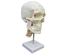 Amagogo Modelo de Cráneo Humano Cabeza Esquelética Réplica Anatómica Maqueta de Estudio en PVC con Precisos y Líneas de Adecuado para Enseñanza Tutorías Médicas Autoestudio Escritorio, 欧美白头带颈椎