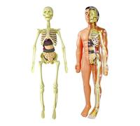 Amagogo Modelo de Cuerpo Humano Esqueleto Didáctico Piezas Desmontables Accesorio de Enseñanza Anatómica Fabricado en Plástico Adecuado para Demostración