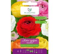 Amaranto asiático, mezcla de 7 unidades.