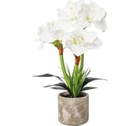 Amarilis en maceta de cemento, blanca