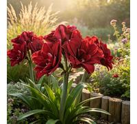Amarilis - Raíces - Emite una delicada fragancia a violetas - Una amarilis poco común - De fácil cuidado - Un acento ideal para el jardín - (No es un producto artificial)-5 Raíces-F