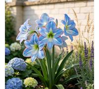 Amarilis - Raíces - Emite una delicada fragancia a violetas - Una amarilis poco común - De fácil cuidado - Un acento ideal para el jardín - (No es un producto artificial)-2 Raíces-I