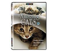 AMAZING CATS