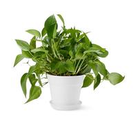Amazon Basics Macetas, 20.3cm, Blancas, Paquete de 1