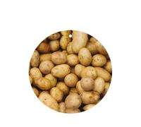 Ambientador de coche con impresión de papas de jardín, 10 piezas, hojas aromáticas, accesorios para colgar en el coche con cuerdas para decoración