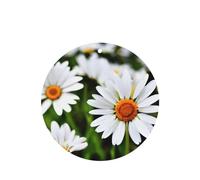 Ambientadores de coche con diseño de margaritas blancas, juego de 6 tarjetas para colgar que proporcionan un aroma duradero para automóvil y hogar