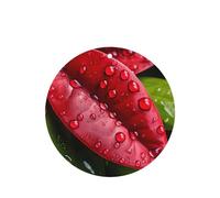 Ambientadores redondos para coche, diseño de hojas después de la lluvia, 6 unidades, tabletas de aromaterapia para coche, armario, zapatero, elimina olores