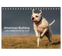 American Bulldog - alles Andere ist nur ein Hund (Tischkalender 2026 DIN A5 quer), CALVENDO Monatskalender: Mit dem American Bulldog durchs Jahr.