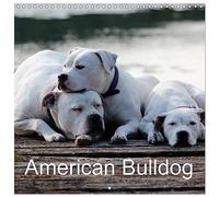 American Bulldog - Calendario de pared (30 x 60 cm, 2026, 12 x 60 cm, abierto)