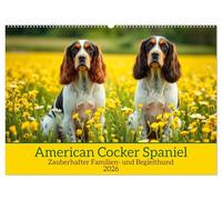 American Cocker Spaniel (Wandkalender 2026 DIN A2 quer), CALVENDO Monatskalender: Zauberhafter Familien-und Begleithund