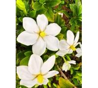 American Fringe Tree Gratitude Journal (8.5 x 11) hardcover with 100 lined pages premium paper: cover photo with the native North American Fringe Tree