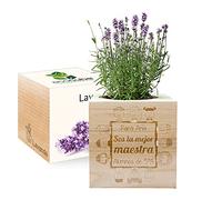 Amikado - EcoCube Grabado Gracias Maestra - Plantas en Cubo de Madera - 100% Ecológico - Idea de Regalo sostenible - (Lavanda)