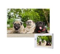 Amistad Pug Bokeh Perros Mascotas Amigos Pug,Rompecabezas de Madera de 1000 Piezas para Adultos y Adolescentes.