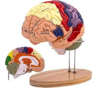AMITD 2 modelos de cerebro de tamaño vivo, 4 piezas desmontables codificadas por colores para el aprendizaje de neurociencia