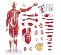 AMITD 27-Part 1/2 Life Size Muscle Model, 33", extraíble, con manual detallado, para educación médica